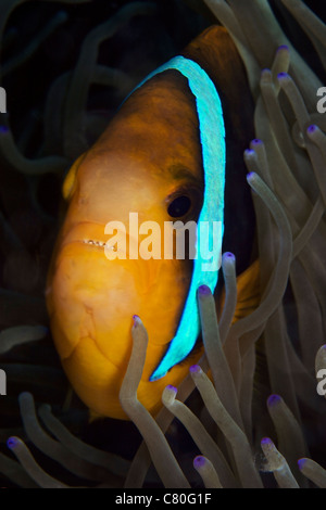 Bluestripe Clownfish in its host anemone, Papua New Guinea. Stock Photo
