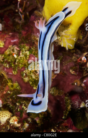 Nudibranch feeding on algae, Papua New Guinea. Stock Photo