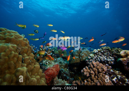 Orange Basslets and other reef fish, Papua New Guinea. Stock Photo