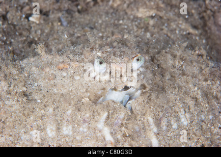 Box Crab burrows in the sand waiting for its next meal, Papua New Guinea. Stock Photo