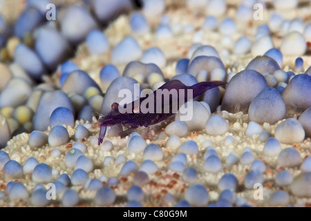 Emperor shrimp on a large pin cushion starfish, Papua New Guinea. Stock Photo