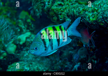 Sergeant Major damselfish. Stock Photo