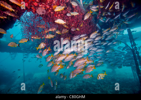 Schools of Gray Snapper, Yellowtail Snapper and Bluestripe Grunt fish. Stock Photo