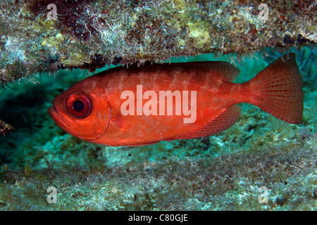 A red Bigeye hovers under a coral reef ledge in the Atlantic Ocean off the coast of Key Largo, Florida. Stock Photo