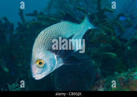 A Black Margate swimming off the coast of Key Largo, Florida. Stock Photo