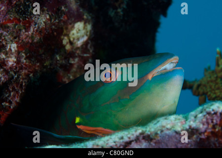 A Rainbow Parrotfish pokes its head out from a hole in the coral reef. Stock Photo