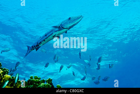 A Great Barracuda in the Atlantic Ocean off the coast of Key Largo, Florida. Stock Photo