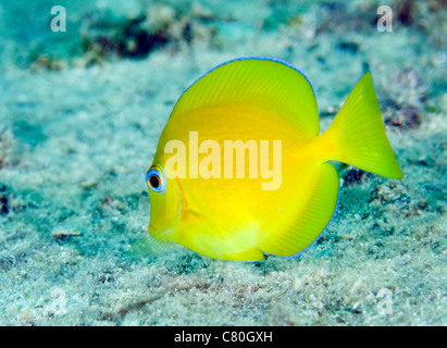 A juvenile Blue Tang searching for food, Key Largo, Florida. Stock Photo