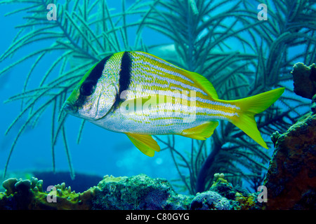 A Porkfish swims by sea plumes off the coast of Key Largo, Florida. Stock Photo