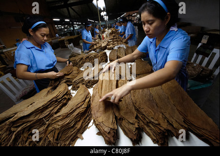 Philippines, Manila, Flor de la Isabela cigar factory Stock Photo