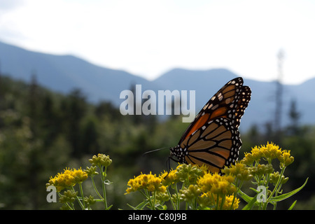 Monarch butterfly perches on yarrow flowers with mountains of New Hampshire behind, USA by Winston Connorton Stock Photo