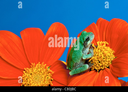 Eastern Grey treefrog (Hyla versicolor) in its green phase sits in contemplation on an orange Tithonia flower Stock Photo