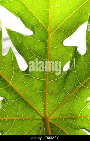 Carica papaya tree leaf Stock Photo