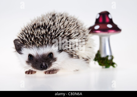 Autumnal animal - Hedgehog Stock Photo