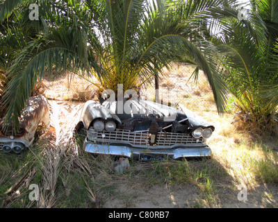 Car junk yard with bonnet of car by palm tree Stock Photo