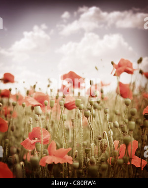 Stylized old slide. The field of poppies in the sky. Stock Photo
