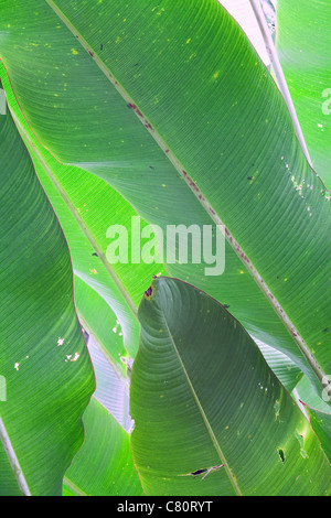 banana leafs background, detail tropical rain forest green leaf backlit by sun exotic foliage of pristine jungle Stock Photo