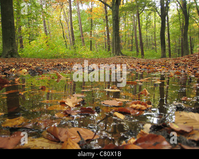 autumnal woodland near Hillenraad Castle Roermond Limburg Netherlands Stock Photo