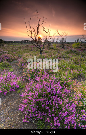 Thursley Common National Nature Reserve, Thursley, Surrey, UK Stock Photo