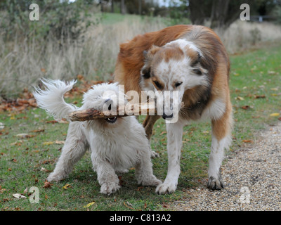 Two dogs holding one stick  great teamwork Stock Photo