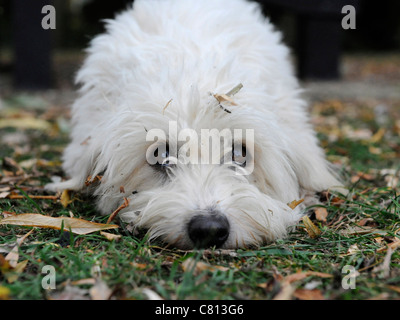 A little white clean bichon frise dog Stock Photo