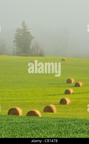 Hay bales and land fog near Smithers British Columbia, Canada Stock Photo