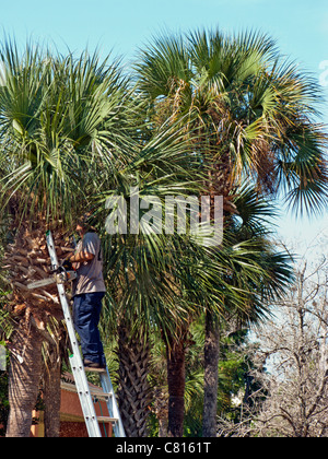 MAN CUTTING DOWN PALM TREES Stock Photo