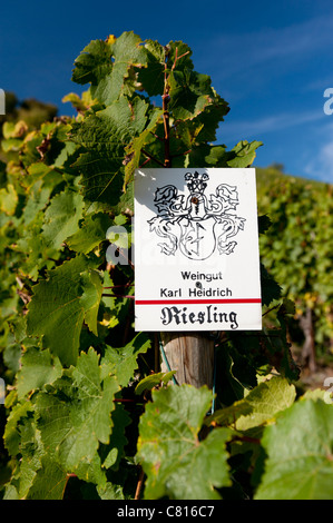 Vineyard growing Riesling grapes above Bacharach village on Romantic River Rhine in Germany Stock Photo