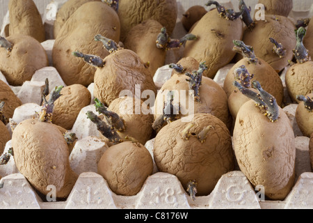 International Kidney salad potato chitting potatoes - potatos chitting in recycled egg tray in March ready for planting Stock Photo
