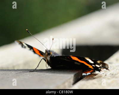 A common British red admiral butterfly showing its probosis Stock Photo