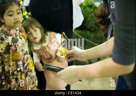 Children observe an owl butterfly (caligo eurilochus) Stock Photo