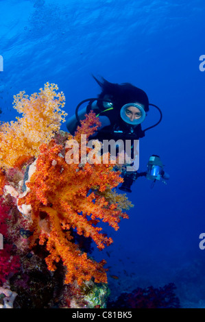 Scuba diving in the Red Sea, diver, female diver, oval mask, photographer, camera, soft coral, coral reef, tropical reef, scuba Stock Photo