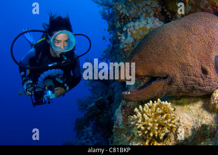 Scuba diving in the Red Sea, diver, female diver, moray eel, camera, photographer, blue water, scuba, ocean, diving, coral, sea Stock Photo
