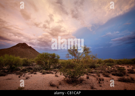 palo verde trees and mountain at sunset in Tucon AZ Stock Photo