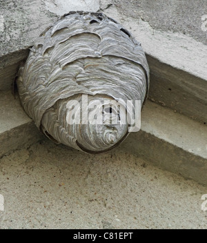low angle shot of a big hornets nest located under a roof overhang Stock Photo