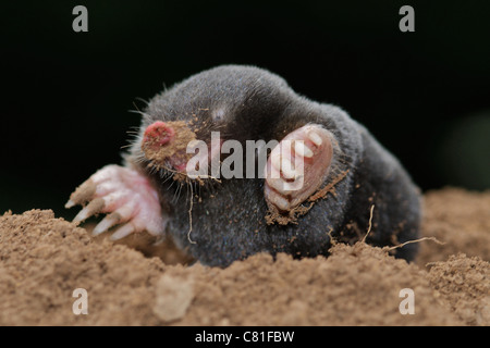 MOLE Common Mole (Talpa europaea) Common mammal but rarely seen the mole spends most of its life below ground... Stock Photo