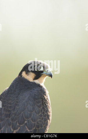A backlit Hobby in the evening light, Stock Photo