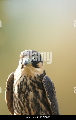 A close-up of a backlit captive Hobby,Falco subbuteo. Stock Photo