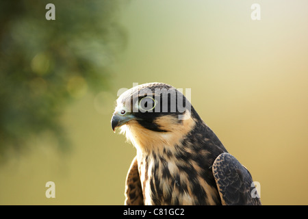 A close-up of a captive Hobby,Falco subbuteo,with a green background Stock Photo