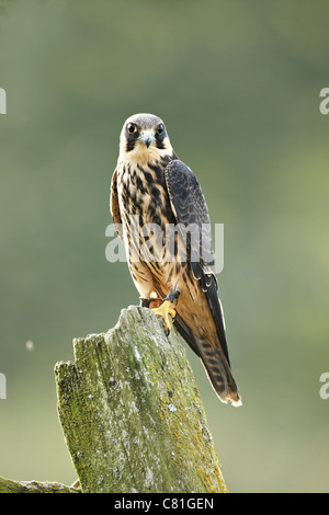 A backlit captive Hobby Falco subbuteo on a fence post, Stock Photo