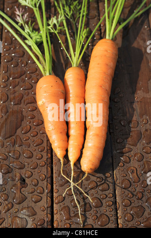 Organically grown carrots Stock Photo