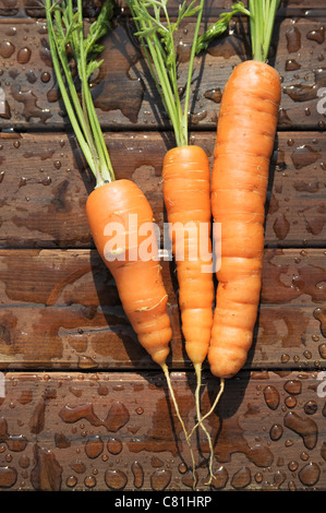 Organically grown carrots Stock Photo