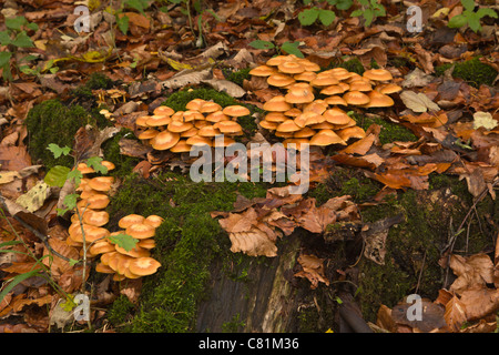 Kuehneromyces mutabilis, Brown Stew Fungus growing on a tree stump in woodland Stock Photo