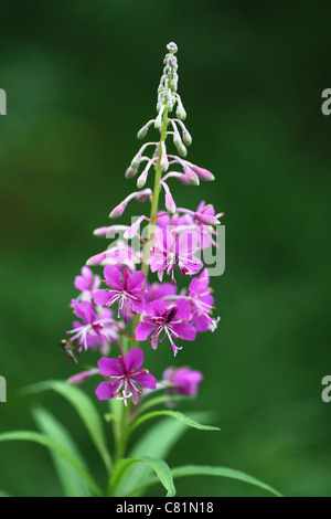 A Rosebay Willowherb flower (Epilobium angustifolium) commonly known as Fireweed,  isolated against a dark background Stock Photo