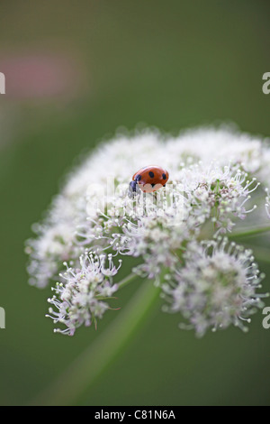 A Ladybird, Ladybug or Ladybeetle (Coccinellid) on a Wild Angelica (Angelica sylvestris) flower Stock Photo