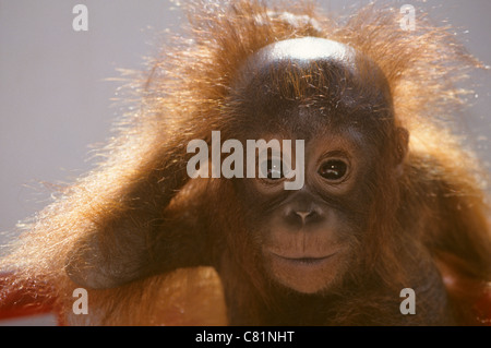 Back lit portrait of an orphaned baby orangutan at an orangutan rehabilitation centre, Pasir Panjang, Kalimantan, Borneo Stock Photo