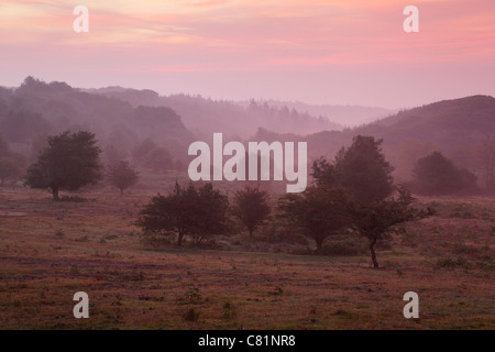 Rams Combe in The Quantock Hills at Dawn. Somerset. England. UK. Stock Photo