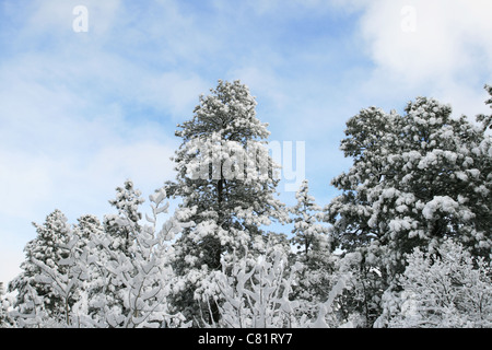 snowy trees against a partly cloudy blue sky Stock Photo