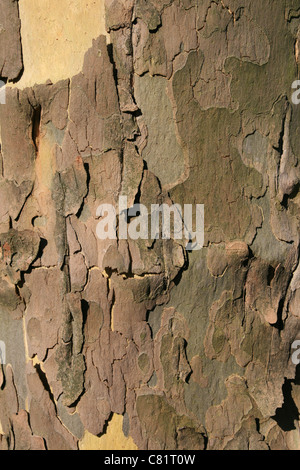 American sycamore (Platanus occidentalis) tree bark background texture Stock Photo