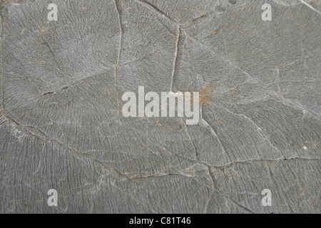 closeup of gray desert limestone texture for background Stock Photo